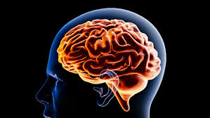 New MRI method offers deeper insight into brain physiology - Berkeley  Engineering